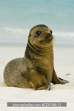 SEA LIONS, GALAPAGOS: Galapagos Sea Lion pup, (Zalophus wollebaeki), Hood Island