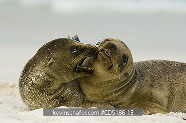 SEA LIONS, GALAPAGOS: Galapagos Sea Lion pups, (Zalophus wollebaeki), Hood Island, GALAPAGOS