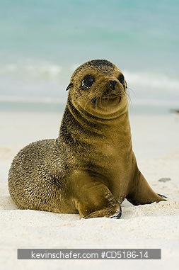 SEA LIONS, GALAPAGOS: Galapagos Sea Lion pup, (Zalophus wollebaeki), Hood Island, GALAPAGOS