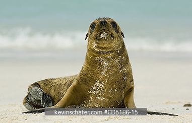 SEA LIONS, GALAPAGOS: Galapagos Sea Lion pup, (Zalophus wollebaeki), Hood Island, GALAPAGOS