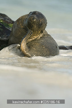 SEA LIONS, GALAPAGOS: Galapagos Sea Lion pup, (Zalophus wollebaeki), Hood Island, GALAPAGOS