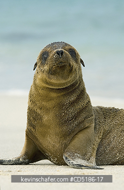 SEA LIONS, GALAPAGOS: Galapagos Sea Lion pup, (Zalophus wollebaeki), Hood Island, GALAPAGOS ISLANDS, Ecuador