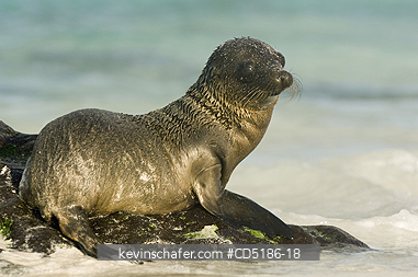 SEA LIONS, GALAPAGOS: Galapagos Sea Lion pup, (Zalophus wollebaeki), Hood Island, GALAPAGOS