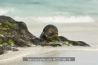 SEA LIONS, GALAPAGOS: Galapagos Sea Lion pup, (Zalophus wollebaeki), Hood Island, GALAPAGOS