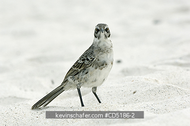 MOCKINGBIRDS: Hood Mockingbird, (Nesomimus macdonaldi), Isla Espa�ola, (Hood Island), Galapagos