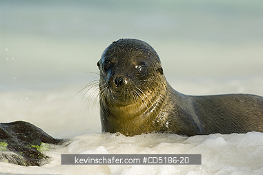 SEA LIONS, GALAPAGOS: Galapagos Sea Lion pup, (Zalophus wollebaeki), Hood Island, GALAPAGOS