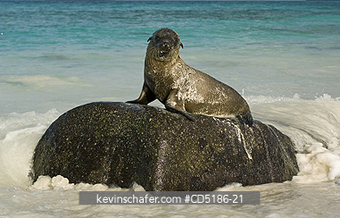 SEA LIONS, GALAPAGOS: Galapagos Sea Lion pup, (Zalophus wollebaeki), Hood Island, GALAPAGOS