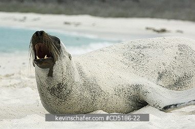 SEA LIONS, GALAPAGOS: Galapagos Sea Lion, in sand, (Zalophus wollebaeki), Hood Island, GALAPAGOS ISLANDS, Ecuador