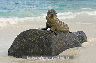 SEA LIONS, GALAPAGOS: Galapagos Sea Lion pup, (Zalophus wollebaeki), Hood Island, GALAPAGOS