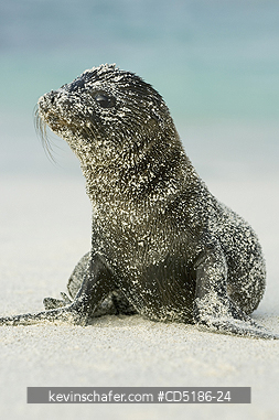 SEA LIONS, GALAPAGOS: Galapagos Sea Lion pup, (Zalophus wollebaeki), Hood Island, GALAPAGOS