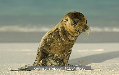 SEA LIONS, GALAPAGOS: Galapagos Sea Lion pup, (Zalophus wollebaeki), Hood Island, GALAPAGOS ISLANDS,  Ecuador
