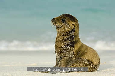 SEA LIONS, GALAPAGOS: Galapagos Sea Lion pup, (Zalophus wollebaeki), Hood Island, GALAPAGOS