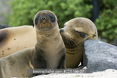 SEA LIONS, GALAPAGOS: Galapagos Sea Lion pup and mother, (Zalophus wollebaeki), Hood Island, GALAPAGOS