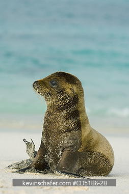 SEA LIONS, GALAPAGOS: Galapagos Sea Lion pup, (Zalophus wollebaeki), Hood Island, GALAPAGOS