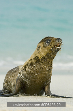 SEA LIONS, GALAPAGOS: Galapagos Sea Lion pup, (Zalophus wollebaeki), Hood Island, GALAPAGOS