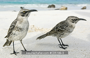 MOCKINGBIRDS: Hood Mockingbird, (Nesomimus macdonaldi), Isla Espa�ola, (Hood Island), Galapagos