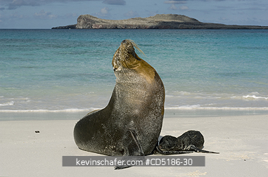SEA LIONS, GALAPAGOS: Galapagos Sea Lion, (Zalophus wollebaeki), Hood Island, GALAPAGOS
