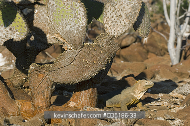 IGUANAS: Gal�pagos Land Iguana, (Conolophus subcristatus), North Seymour Island, GALAPAGOS
