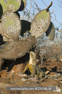 IGUANAS: Gal�pagos Land Iguana, (Conolophus subcristatus), North Seymour Island, GALAPAGOS