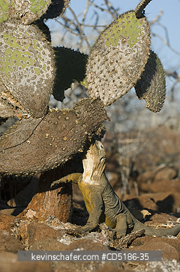 IGUANAS: Gal�pagos Land Iguana, (Conolophus subcristatus), North Seymour Island, GALAPAGOS