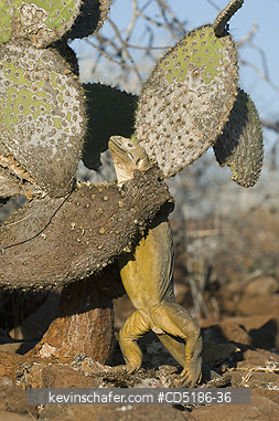 IGUANAS: Gal�pagos Land Iguana, (Conolophus subcristatus), North Seymour Island, GALAPAGOS