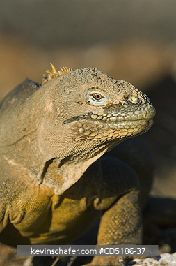 IGUANAS: Gal�pagos Land Iguana, (Conolophus subcristatus), North Seymour Island, GALAPAGOS