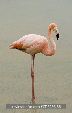 FLAMINGOS: Caribbean Flamingo, (Phoenicopterus ruber), Santa Cruz Is., GALAPAGOS