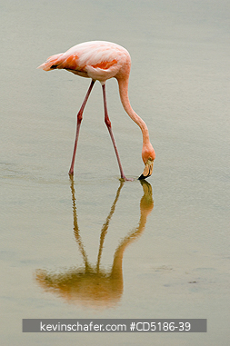FLAMINGOS: Caribbean Flamingo, (Phoenicopterus ruber), Santa Cruz Is., GALAPAGOS