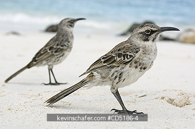 MOCKINGBIRDS: Hood Mockingbird, (Nesomimus macdonaldi), Isla Espa�ola, (Hood Island), Galapagos