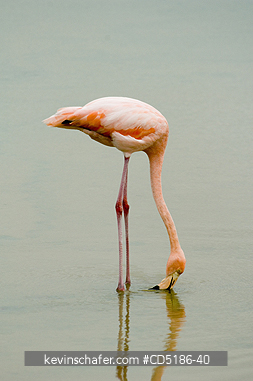FLAMINGOS: Caribbean Flamingo, (Phoenicopterus ruber), Santa Cruz Is., GALAPAGOS ISLANDS, Ecuador