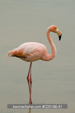 FLAMINGOS: Caribbean Flamingo, (Phoenicopterus ruber), Santa Cruz Is., GALAPAGOS