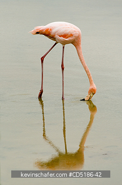 FLAMINGOS: Caribbean Flamingo, (Phoenicopterus ruber), Santa Cruz Is., GALAPAGOS