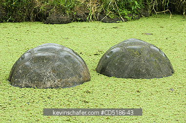 TORTOISES: Galapagos Giant Tortoise, (Geochelone elephantopus), WILD, Santa Cruz Is., Two tortoises rest in highland pool, Galapagos Islands, Ecuador