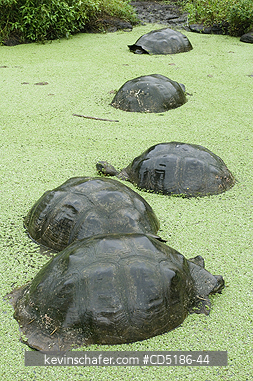 TORTOISES: Galapagos Giant Tortoise, (Geochelone elephantopus), WILD, Santa Cruz Is., tortoises rest in highland pool