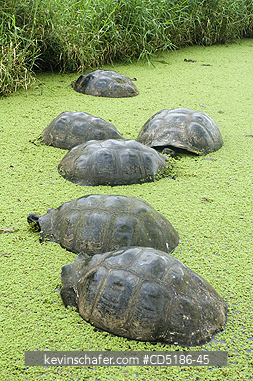 TORTOISES: Galapagos Giant Tortoise, (Geochelone elephantopus), WILD, Santa Cruz Is., tortoises rest in highland pool, Galapagos islands, Ecuador