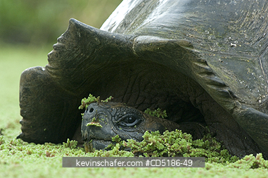 TORTOISES: Galapagos Giant Tortoise, (Geochelone elephantopus), WILD, Santa Cruz island.