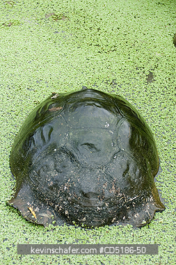 TORTOISES: Galapagos Giant Tortoise, (Geochelone elephantopus), WILD, Santa Cruz Is., Tortoise restS in highland pool.