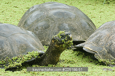 TORTOISES: Galapagos Giant Tortoise, (Geochelone elephantopus), WILD, Santa Cruz Is., Tortoises rest in highland pool.