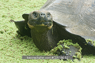 TORTOISES: Galapagos Giant Tortoise, (Geochelone elephantopus), WILD, Santa Cruz Is., Tortoise rests in highland pool.