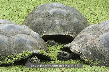 TORTOISES: Galapagos Giant Tortoise, (Geochelone elephantopus), WILD, Santa Cruz Is., Tortoises rest in highland pool.