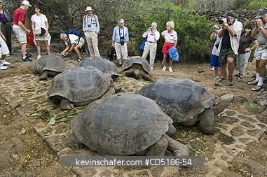 TORTOISE: Tourists watching Giant Tortoises being fed, Chas. Darwin Foundation, Santa Cruz Is. GALAPAGOS, Ecuador