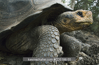TORTOISE: Giant Galapagos Tortoise, (Geochelone elephantopus), profile, Chas. Darwin Foundation, Santa Cruz Is. GALAPAGOS, Ecuador