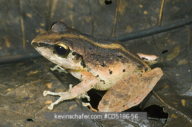 FROGS: Rainforest frog (Unknown species) Buenaventura Reserve, El Oro, W. ECUADOR
