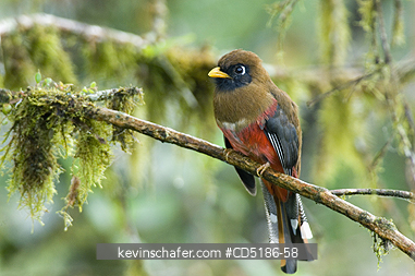 TROGONS, BIRDS: Masked Trogon, (Trogon personatus), female, Mindo, Ecuador