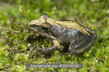 FROGS: Rainforest frog (Unknown species) GALAPAGOS, ECUADOR