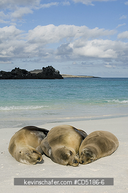 SEA LIONS, GALAPAGOS: Galapagos Sea Lion, resting on beach, (Zalophus wollebaeki), Hood Island, GALAPAGOS, Ecuador
