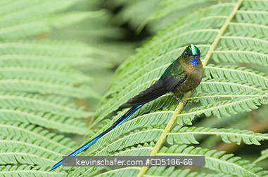 SYLPHS, BIRDS: Violet-tailed Sylph, (Aglaiocercus coelestis), Male on tree fern W. ECUADOR, Mindo area.