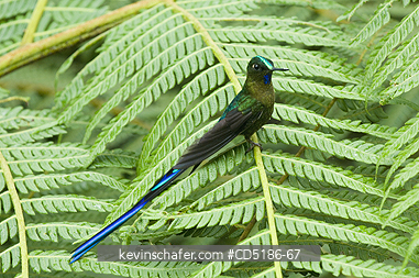 SYLPHS, BIRDS: Violet-tailed Sylph, (Aglaiocercus coelestis), Male on tree fern W. ECUADOR, Mindo area.