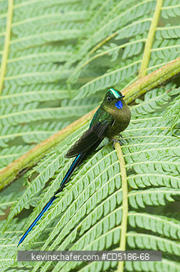 SYLPHS, BIRDS: Violet-tailed Sylph, (Aglaiocercus coelestis), Male on tree fern W. ECUADOR, Mindo area.
