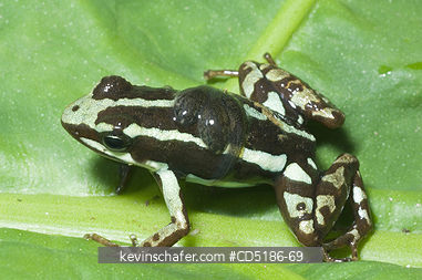 FROGS: Phantasmal poison dart frog, (Epipedobates tricolor), male with babies, Buenaventura Reserve, EL ORO Province, WILD, ECUADOR